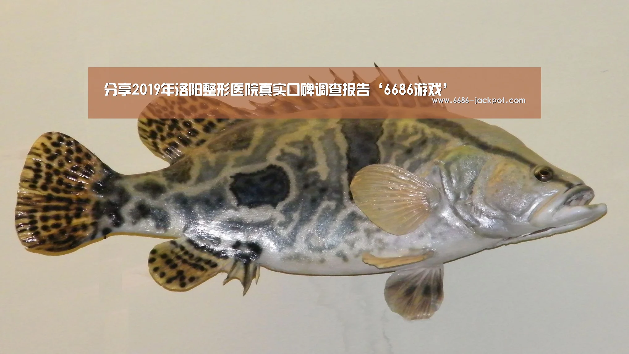分享2019年洛阳整形医院真实口碑调查报告‘6686游戏’(图1) 6686体验